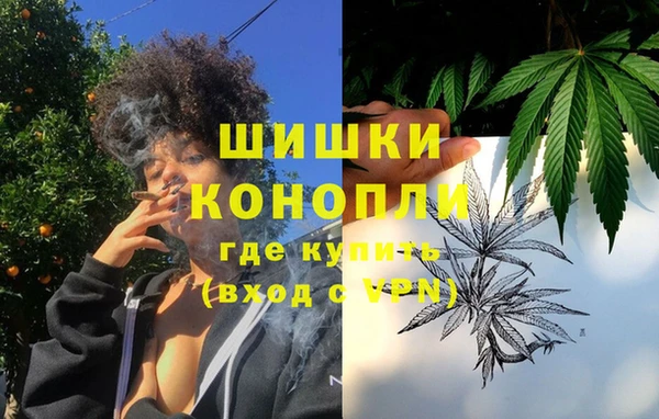 прущие грибы Елизово